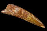 Spinosaurus Tooth - Real Dinosaur Tooth #117887-1